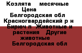 Козлята 2x месячные › Цена ­ 1 500 - Белгородская обл., Красногвардейский р-н, Бирюч п. Животные и растения » Другие животные   . Белгородская обл.